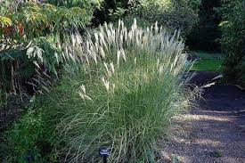 Image result for Miscanthus violaceus
