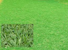 Bermuda grass / rumput bermuda, rumput minyak, rumput grinting. 7 Jenis Rumput Bagus Untuk Taman Lanskap Landscape Tukang Taman Surabaya