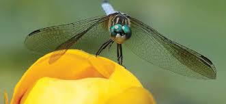 Dragonflies are predators (hunt their prey), both in their aquatic nymph (larval) stage, and as adults. Dragonflies Can Help Control Your Pond S Pest Population Pond Trade Magazine