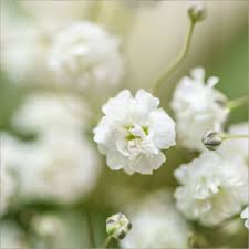 What does baby breath flowers mean. Gypsophila Flowers We Love Flower Style Magazine