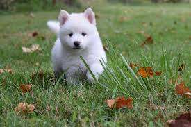 The pomeranian husky, also known as a pomsky, has a reputation as one of the designer dog breeds. How Much Does It Cost To Buy A Pomsky Puppy Cute Pomsky