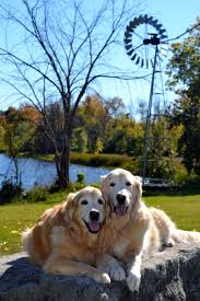 Pakenham Ontario Behind The 5 Span Bridge Feed Store Brie And Ben All Smiles Big Dog Breeds Dogs Golden Retriever Cute Dog Pictures