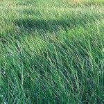 Image result for Eleocharis acutangula