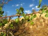 Image result for Commiphora tenuipetiolata