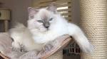 Chocolate/Lilac Ragdolls - Ragdoll Breeder, Ragdoll ...