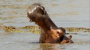 Hippo Fights Crocodiles Off Dead Companion Bbc Earth Youtube