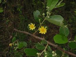 Image result for Grewia flava