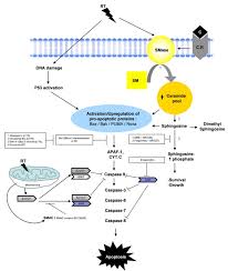 It may grow slowly and it's typically treatable. Schematic Model Showing The Activation Of Different Pathways Leading To Download Scientific Diagram