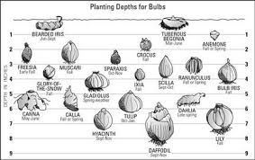 check out this nifty guide for planting bulbs how deep and