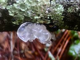 Leading jelly fungus sellers bring them to you right from farmers. Snow Fungus Project Noah