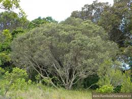 Image result for Olea capensis