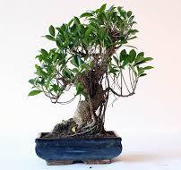 Care guide for the Ficus Bonsai tree (Retusa and Ginseng ...