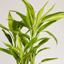 Image result for Dracaena steudneri