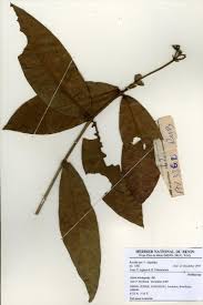 Image result for Ixora brachypoda