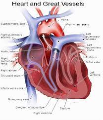 Human Animal Anatomy And Physiology Diagrams Heart And Great Vessels Diagram Heart Anatomy Anatomy And Physiology Heart Facts
