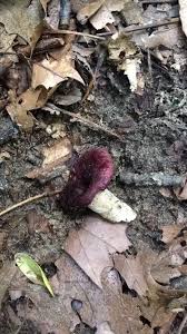 Image result for Russula mariae