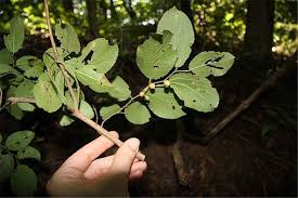 Image result for Celtis