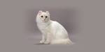 American Curl - Wikipedia