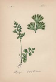 Image result for Anogramma