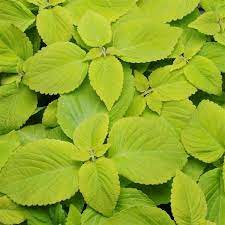 Lime glow juniper (juniperus) lime glow juniper is a low growing evergreen shrub with soft feathery textured foliage that is bright chartreuse yellow when new, fading to a slightly darker lime green when mature. Lime Delight Coleus Premium Sun