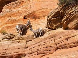 Carneiros Selvagens No Parque Nacional De Zion Em Utah Estados Unidos Zion National Park Photography National Parks Photography Utah National Parks
