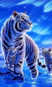 Beautiful Cute Tigers Tiger Wallpaper Tiger Pictures