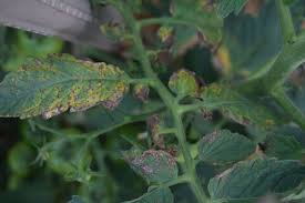 We did not find results for: Brown Yellowish Spots On Tomato Septoria Leaf Spot Gardening Landscaping Stack Exchange
