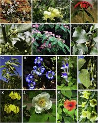 Image result for Galium scabrellum