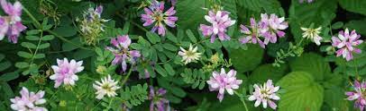 How to kill crown vetch (coronilla varia or securigera varia) without killing your nearby desirable plants? Crown Vetch Taken Over The Garden Melinda Myers