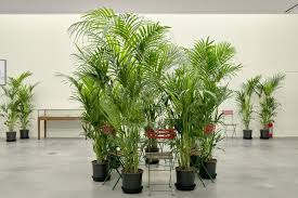 Art Research Map Marcel Broodthaers Un Jardin D Hiver Jardin Marcel Art