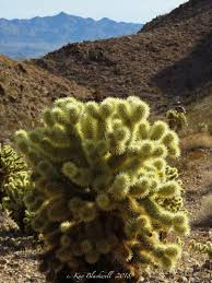 The garden is right off the road and very easy to explore so that's a plus. Around The Bend Friends Cholla Forest 1 18 18