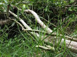 Image result for Scleria globonux