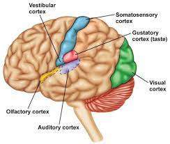 In patients with chronic pain, a more widespread contralateral activation was observed, compared with acute pain where only the ipsilateral side was activated. Somatosensory Cortex Location Function More