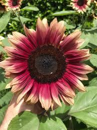 Regardless, sunflowers are just gorgeous no matter if they're standing alone or paired together in a vase. Jimmy Turner ×'××××××¨ The Scrumptious Goodness Of The Sunflower Helianthus Strawberry Blonde Bluemtnsbg Bred By Burpeegardens Asteraceae Seedannual Https T Co Vjk6nt3kmi