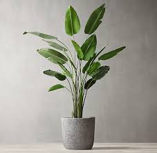 Bird Of Paradise Plant Care Indoors Grand Faux Bird Of Paradise Tree 8 Plant Decor Faux Tree Paradise Plant