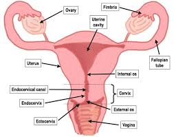 Our goal is that children everywhere will have the knowledge to make wise choices in the care of their bodies. dr. Reproduction In Humans Explanation And Worksheet For Kids Steemit