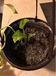 Brown mold on plant soil. Why Is There Mold Growing On Top Of My Dirt Gardening Landscaping Stack Exchange