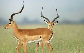 Image result for gazelle