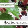 The everbearing mulberry is a shrubby fruit tree from the fig family that's native to america. Https Encrypted Tbn0 Gstatic Com Images Q Tbn And9gctwsryxw5czl7fkzqv 0lt7dpjktlbb1z8mqrmxnvsfri9q P9n Usqp Cau
