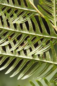 Image result for Pteris dentata