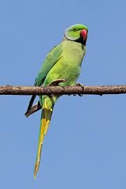 rose ringed parakeet wikipedia