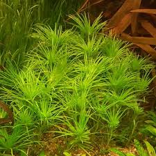 Image result for Najas graminea