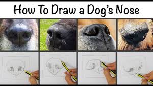How To Draw A Dog S Nose Youtube Dog Nose Nose Drawing Dog Drawing Simple