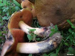 Image result for Boletus sp.