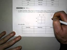 Dihybrid cross with helpful images biology lessons teaching biology study biology make your punnett square and make gametes. More Punnett Square Practice Answer 07 2021
