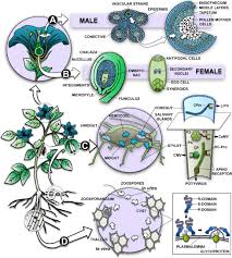 We did not find results for: Key Checkpoints In The Movement Of Plant Viruses Through The Host Sciencedirect