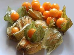 We are in north florida, about a mile away from beach. How To Grow A Tomatillo Plant Happy Diy Home