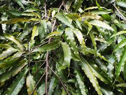 Image result for Monoon longifolium