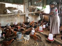 Everyone knows about the spectacular backyard chook egg! Backyard Poultry Farming With Vanaraja And Srinidhi Brings Food And Nutritional Security To Tribal S Of Nagaland à¤­ à¤°à¤¤ à¤¯ à¤• à¤· à¤…à¤¨ à¤¸ à¤§ à¤¨ à¤ªà¤° à¤·à¤¦