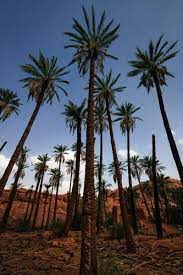Panoramio Photo Of Hail Palm Tree Igdah